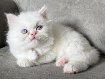 Chansey - Persian - Gallery Photo #1