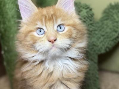 Kisacoons2B - Maine Coon - Gallery Photo #1
