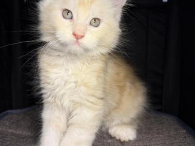 Kisacoons2C - Maine Coon - Gallery Photo #1