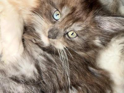 Kisacoons2a - Maine Coon - Gallery Photo #1