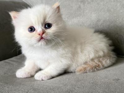 Jynx - Himalayan - Gallery Photo #1