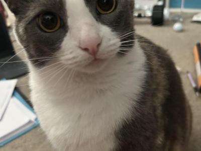 Daisy - Domestic - Gallery Photo #1