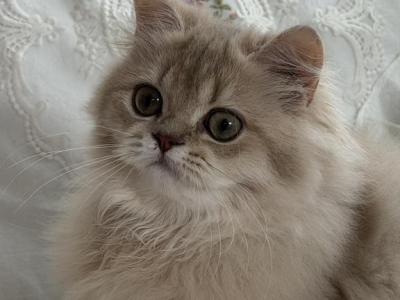 Selesta Lilac Golden Longhair - British Shorthair - Gallery Photo #1