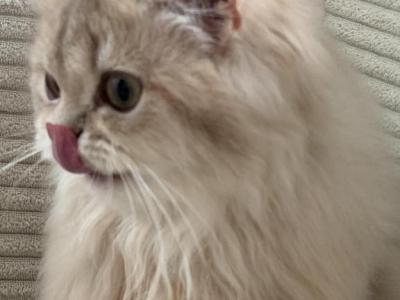 Selesta Lilac Golden Longhair - British Shorthair - Gallery Photo #1