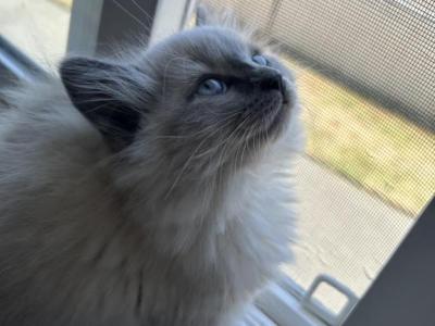 Tofu - Ragdoll - Gallery Photo #1