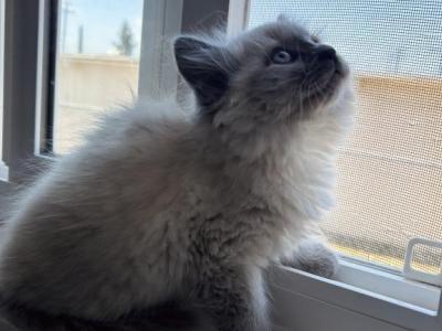 Tofu - Ragdoll - Gallery Photo #1