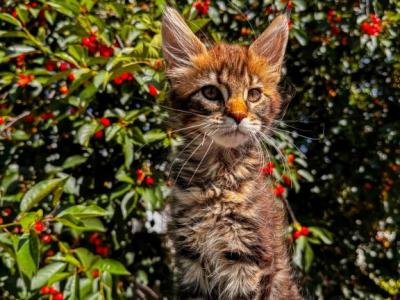 Maine Coon Female - Maine Coon - Gallery Photo #1
