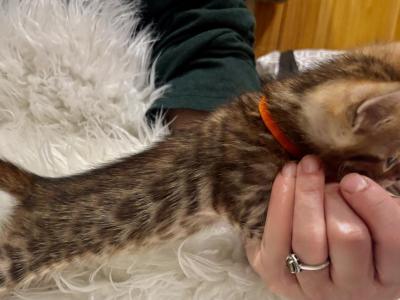 Brown Male Orange Collar - Bengal - Gallery Photo #1