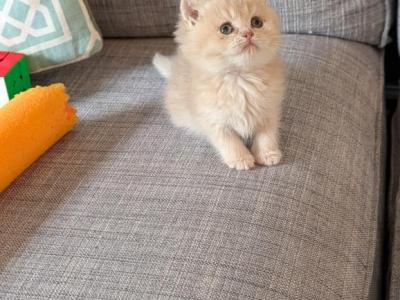 Kyle - British Shorthair - Gallery Photo #1