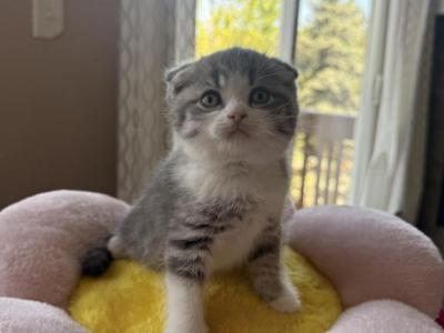 Shadow - Scottish Fold - Gallery Photo #1