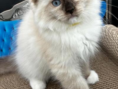 Maddie - Ragdoll - Gallery Photo #1