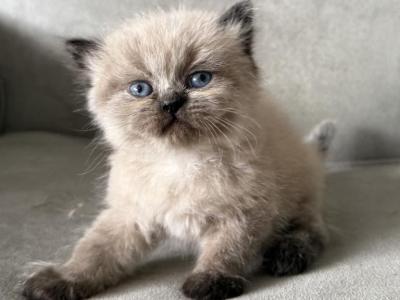 Sneasel - Himalayan - Gallery Photo #1