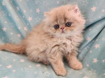 Carmilla - Persian - Gallery Photo #1