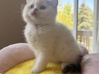 Goldie - Scottish Straight - Gallery Photo #1
