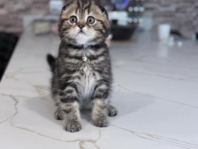 Theo - Scottish Fold - Gallery Photo #1