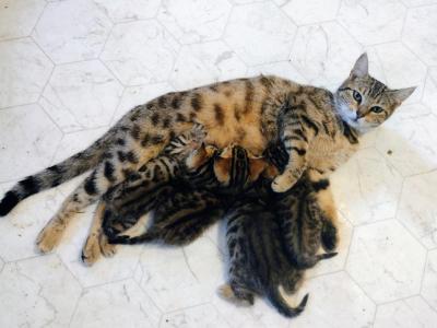 Pearl's First Litter - Bengal - Gallery Photo #1