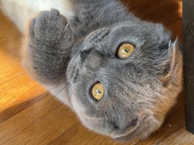 Lolita - Scottish Fold - Gallery Photo #1