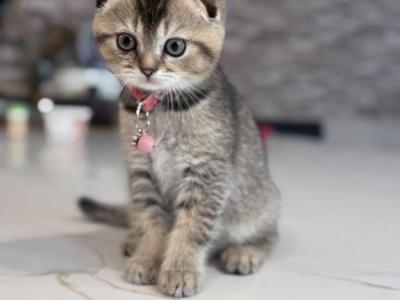 Mika - Scottish Fold - Gallery Photo #1
