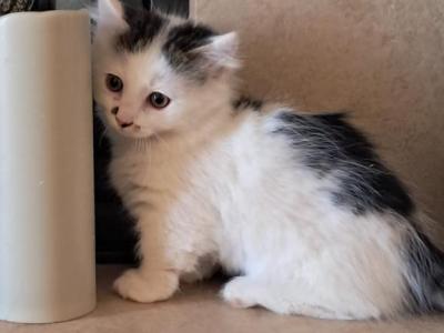 Jaxsy - Munchkin - Gallery Photo #1