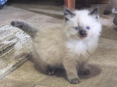 Hope - Ragdoll - Gallery Photo #1
