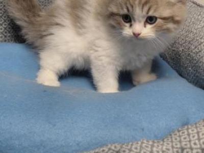 Ragdoll Kittens - Ragdoll - Gallery Photo #1