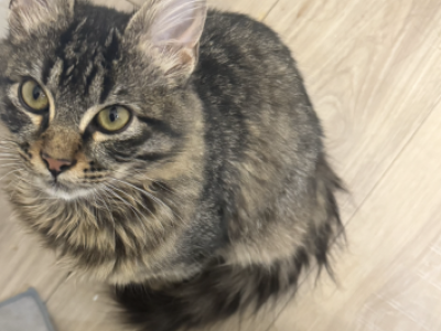 Stitch - Domestic - Gallery Photo #1