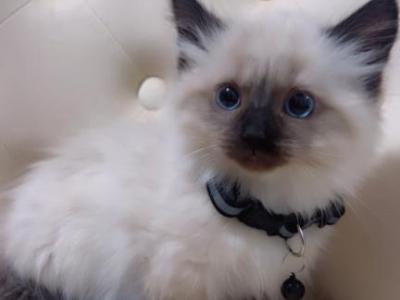 Beautiful Munchkin Ragdoll - Munchkin - Gallery Photo #1