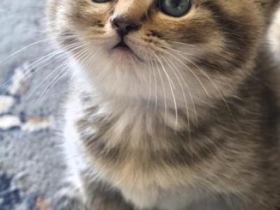 Holo - British Shorthair - Gallery Photo #1