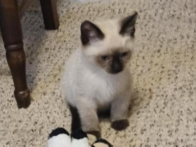 Mr Beast - Siamese - Gallery Photo #1