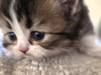 KELLY - British Shorthair - Gallery Photo #1