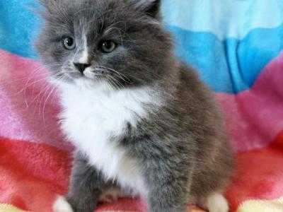 Wilbur - Siberian - Gallery Photo #1