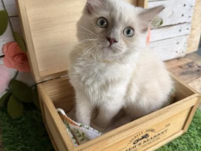 Sunflower - Ragdoll - Gallery Photo #1
