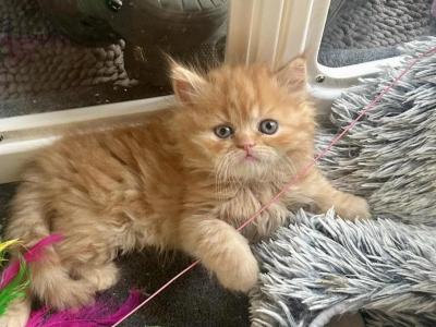 Orange Tabby Taco - Persian - Gallery Photo #1