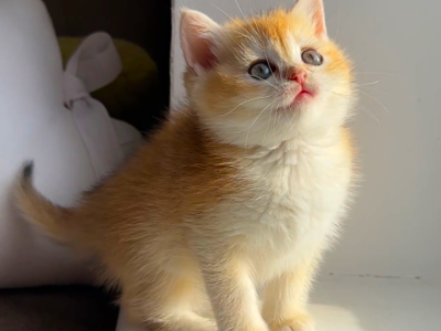 Cutie Female - British Shorthair - Gallery Photo #1