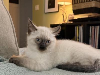 Loofy - Siamese - Gallery Photo #1