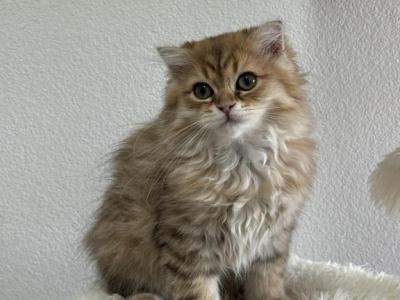 Golden Scottish Fold Kitten Boy - Scottish Fold - Gallery Photo #1