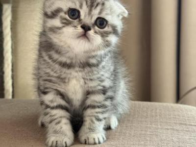 Oreo - Scottish Fold - Gallery Photo #1