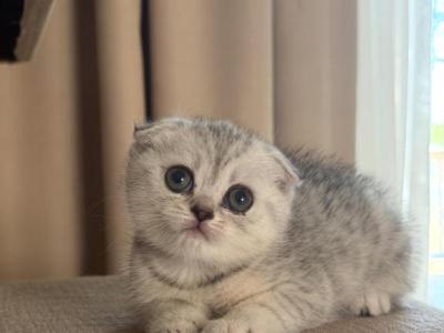 Milk - Scottish Fold - Gallery Photo #1
