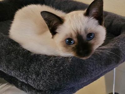 Siamese Seal Point Cff Registered - Siamese - Gallery Photo #1
