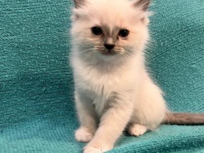 The Hillside Ragdolls - Ragdoll - Gallery Photo #1