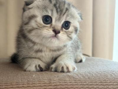 Daisy - Scottish Fold - Gallery Photo #1