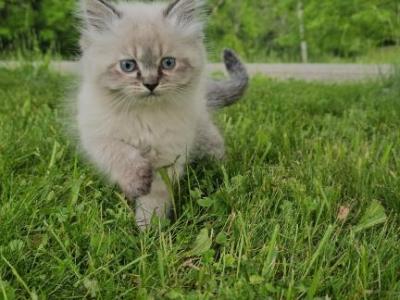 Kitties - Himalayan - Gallery Photo #1