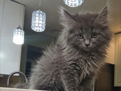 Greyson - Maine Coon - Gallery Photo #1