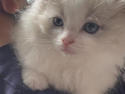 Gaston - Ragdoll - Gallery Photo #1