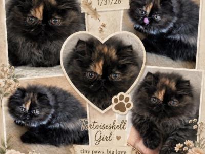 Tortoiseshell - Persian - Gallery Photo #1