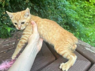 Bobtail  Red Male - American Bobtail - Gallery Photo #1