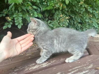 Grey Girl  American Bobtail Kitten - American Bobtail - Gallery Photo #1