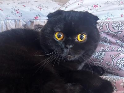 Black Scottish Fold - Scottish Fold - Gallery Photo #1