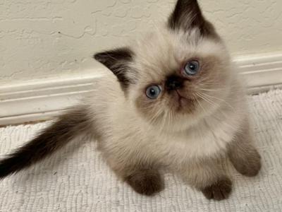 COOPER Seal Point - Exotic - Gallery Photo #1