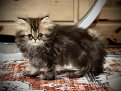 Darla Litter Eli - Persian - Gallery Photo #1